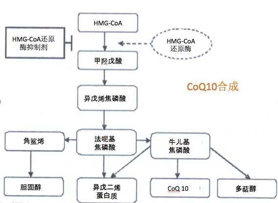 胆固醇图片1.jpg