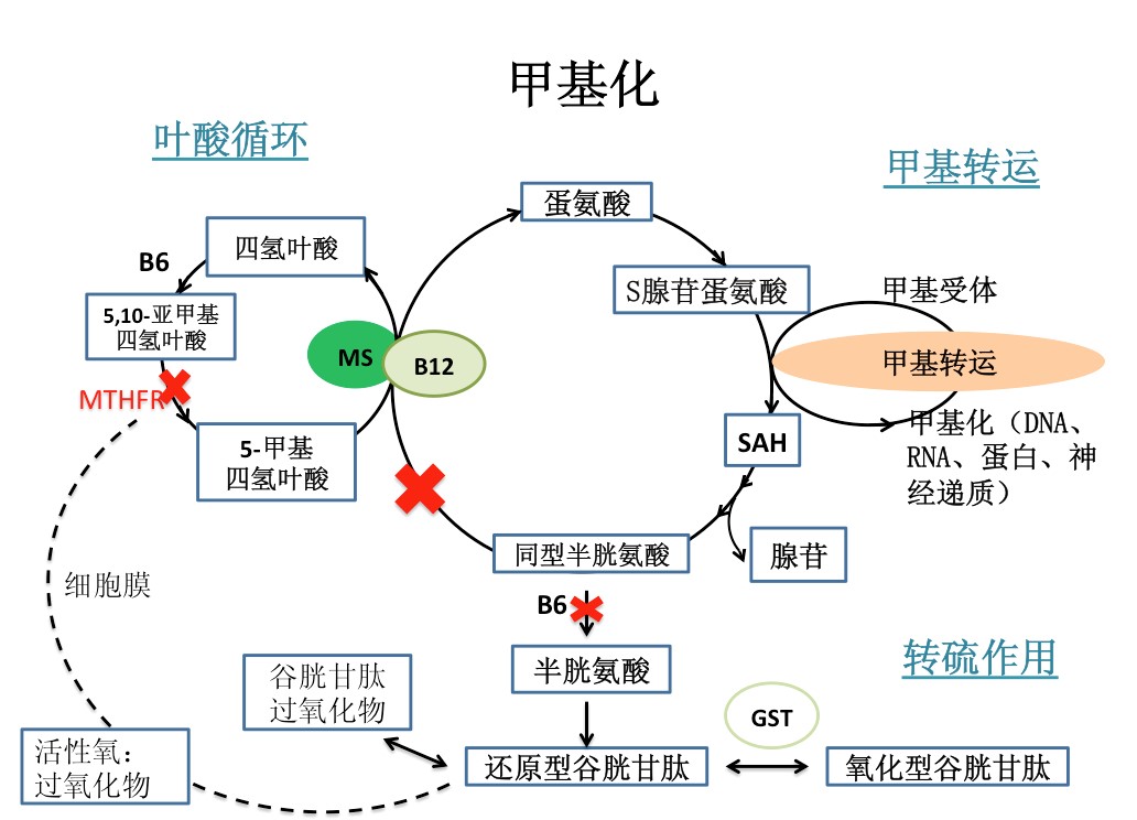 1507797520507015.jpg 基因与环境3.jpg